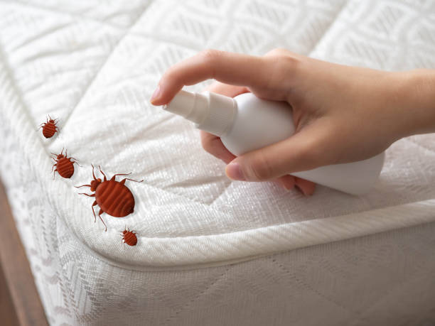 Professional Pest Control in Mineola, NY